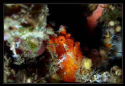 A. comersonii - orange colored and hiding in the middle o... by Daniel Strub 